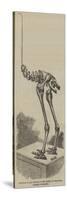 Skeleton of the Dinornis, in the Museum of the Royal College of Surgeons-null-Stretched Canvas