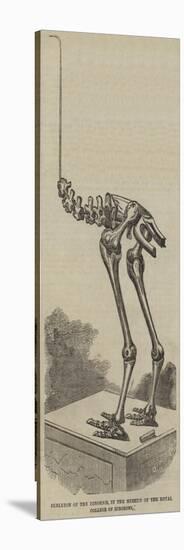 Skeleton of the Dinornis, in the Museum of the Royal College of Surgeons-null-Stretched Canvas