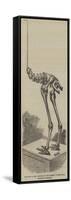 Skeleton of the Dinornis, in the Museum of the Royal College of Surgeons-null-Framed Stretched Canvas