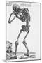 Skeleton Posterior-Bettmann-Mounted Giclee Print