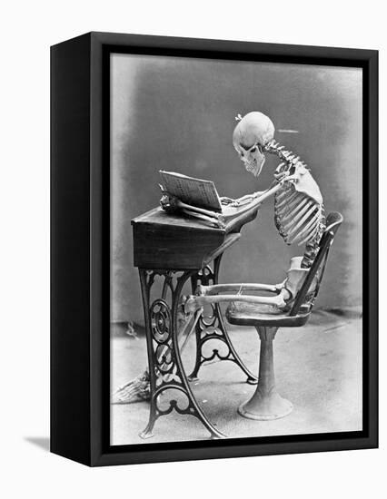 Skeleton Reading at Desk-Bettmann-Framed Stretched Canvas