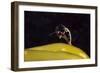 Skeleton shrimp (Caprella septentrionalis) mating Novaya Zemlya, Russian Arctic, July-Olga Kamenskaya-Framed Photographic Print