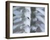 Skeleton spine and ribs-Robert Llewellyn-Framed Premium Photographic Print