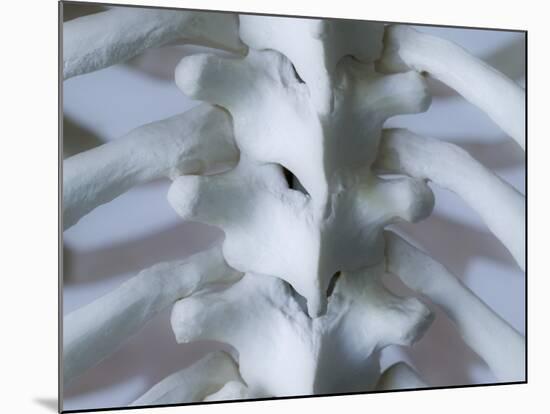 Skeleton spine and ribs-Robert Llewellyn-Mounted Photographic Print