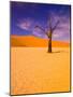 Skeleton Trees in Dead Vlei, Namibia World Heritage Site, Namibia-Michele Westmorland-Mounted Photographic Print