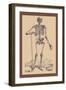 Skeleton with Shovel-Andreas Vesalius-Framed Art Print