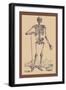 Skeleton with Shovel-Andreas Vesalius-Framed Art Print