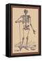 Skeleton with Shovel-Andreas Vesalius-Framed Stretched Canvas