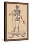 Skeleton with Shovel-Andreas Vesalius-Stretched Canvas