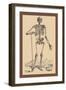 Skeleton with Shovel-Andreas Vesalius-Framed Art Print