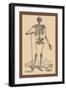 Skeleton with Shovel-Andreas Vesalius-Framed Art Print