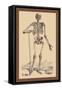 Skeleton with Shovel-Andreas Vesalius-Framed Stretched Canvas