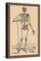 Skeleton with Shovel-Andreas Vesalius-Stretched Canvas