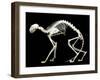 Skeleton-null-Framed Photographic Print