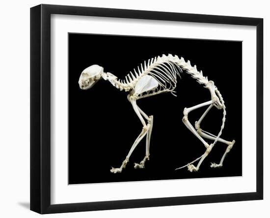 Skeleton-null-Framed Photographic Print