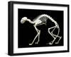 Skeleton-null-Framed Photographic Print