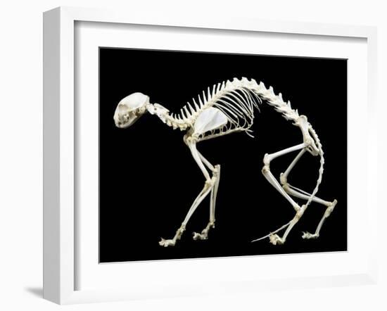 Skeleton-null-Framed Photographic Print