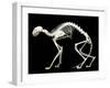 Skeleton-null-Framed Photographic Print