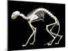 Skeleton-null-Mounted Photographic Print