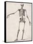 Skeleton-null-Framed Stretched Canvas