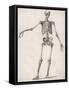 Skeleton-null-Framed Stretched Canvas