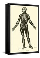 Skeleton-Leveille-Framed Stretched Canvas