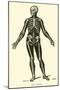 Skeleton-Leveille-Mounted Giclee Print