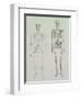 Skeletons of Australopithecus Boisei and Homo Sapiens-null-Framed Giclee Print