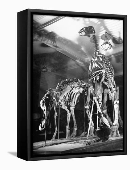 Skeletons of Dinosaurs Being Displayed at the American Museum of Natural History-Hansel Mieth-Framed Stretched Canvas