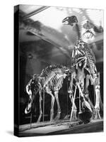 Skeletons of Dinosaurs Being Displayed at the American Museum of Natural History-Hansel Mieth-Stretched Canvas