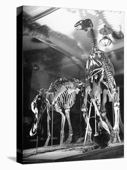 Skeletons of Dinosaurs Being Displayed at the American Museum of Natural History-Hansel Mieth-Stretched Canvas