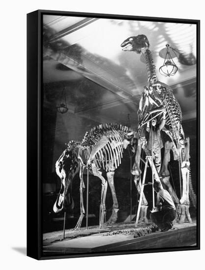 Skeletons of Dinosaurs Being Displayed at the American Museum of Natural History-Hansel Mieth-Framed Stretched Canvas
