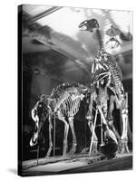 Skeletons of Dinosaurs Being Displayed at the American Museum of Natural History-Hansel Mieth-Stretched Canvas