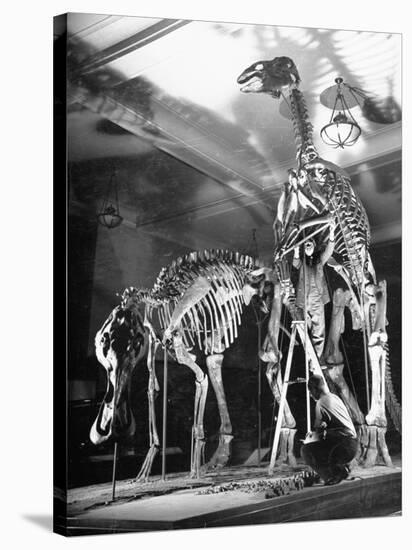 Skeletons of Dinosaurs Being Displayed at the American Museum of Natural History-Hansel Mieth-Stretched Canvas