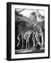 Skeletons of Dinosaurs Being Displayed at the American Museum of Natural History-Hansel Mieth-Framed Photographic Print