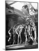 Skeletons of Dinosaurs Being Displayed at the American Museum of Natural History-Hansel Mieth-Mounted Photographic Print
