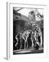 Skeletons of Dinosaurs Being Displayed at the American Museum of Natural History-Hansel Mieth-Framed Photographic Print