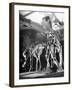 Skeletons of Dinosaurs Being Displayed at the American Museum of Natural History-Hansel Mieth-Framed Photographic Print