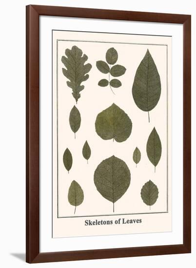 Skeletons of Leaves-Albertus Seba-Framed Art Print