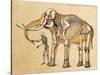 Skeletons of Man and Elephant, 1860-Science Source-Stretched Canvas