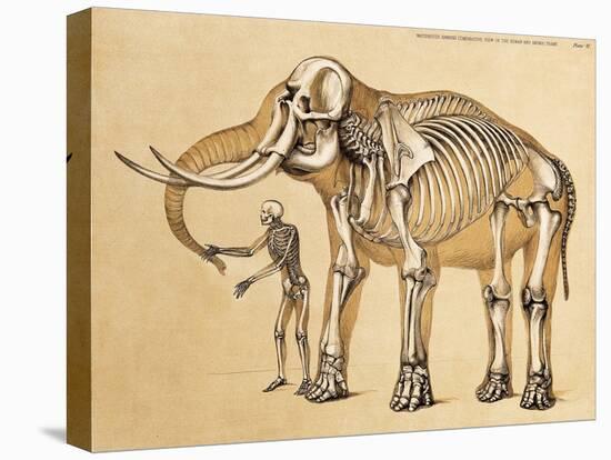 Skeletons of Man and Elephant, 1860-Science Source-Stretched Canvas