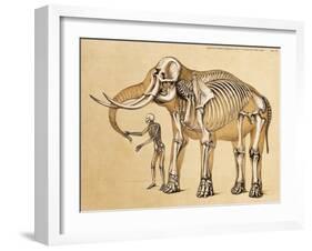 Skeletons of Man and Elephant, 1860-Science Source-Framed Giclee Print