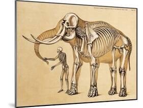 Skeletons of Man and Elephant, 1860-Science Source-Mounted Giclee Print