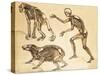 Skeletons of Man, Ape, Bear, 1860-Science Source-Stretched Canvas