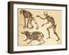 Skeletons of Man, Ape, Bear, 1860-Science Source-Framed Giclee Print