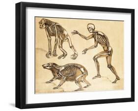 Skeletons of Man, Ape, Bear, 1860-Science Source-Framed Giclee Print
