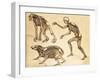 Skeletons of Man, Ape, Bear, 1860-Science Source-Framed Giclee Print