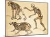 Skeletons of Man, Ape, Bear, 1860-Science Source-Mounted Giclee Print