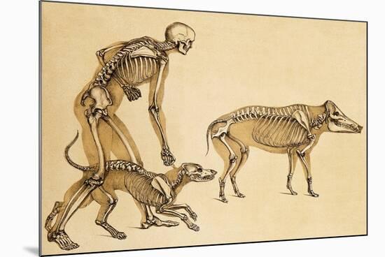 Skeletons of Man, Dog, Wild Boar, 1860-Science Source-Mounted Giclee Print