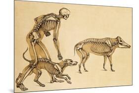 Skeletons of Man, Dog, Wild Boar, 1860-Science Source-Mounted Giclee Print